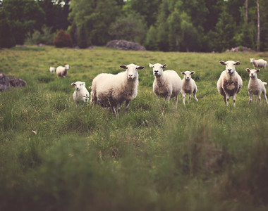 Sheeps in Nature