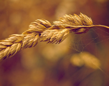 Macro image of Wheat