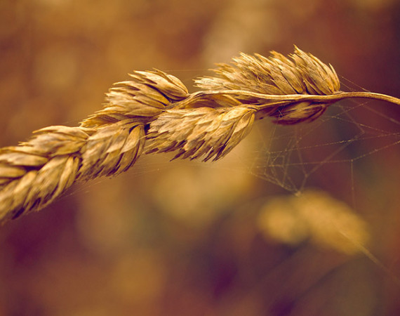 Macro image of Wheat